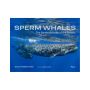 Sperm Whales