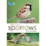 RSPB Spotlight Sparrows