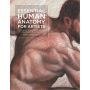 Essential Human Anatomy for Artists