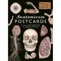 Welcome To The Museum: Anatomicum Postcard Box