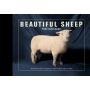 Beautiful Sheep Postcards