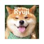 Shiba Inu Ryuji