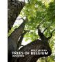 Trees of Belgium