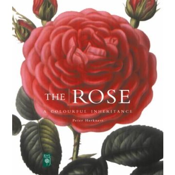 Rose - mini edition