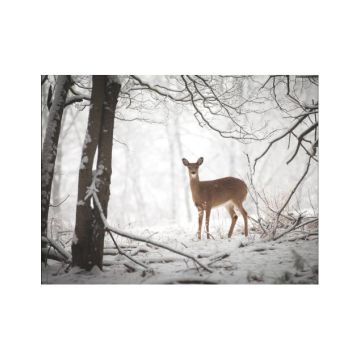 Doe in the Forest