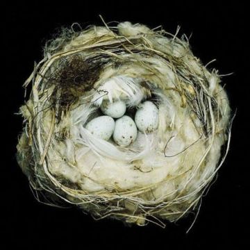 Nests