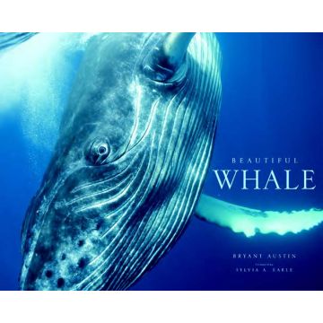 Beautiful Whale