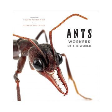 Ants