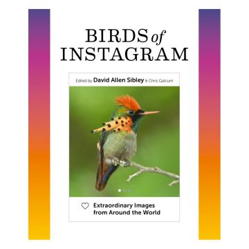 Birds of Instagram