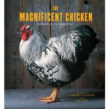 The Magnificent Chicken