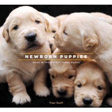 Newborn Puppies