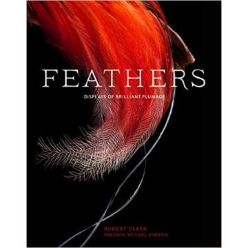 Feathers