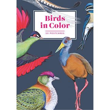 Birds in Color