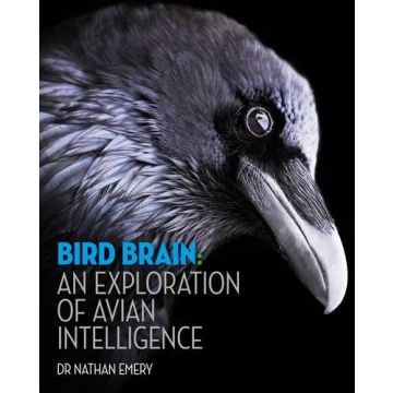 Bird Brain