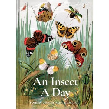 An Insect a Day