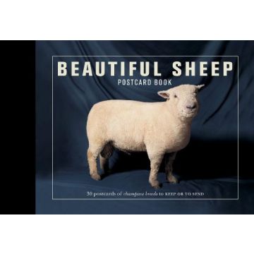 Beautiful Sheep Postcards